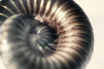 The centipede - vegetable-eating millipedes