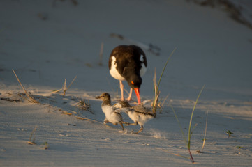 A pair of cute American Oystercatcher chicks chase each other on a sandy beach.