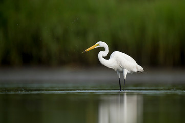 A Great Egret holds a tiny grass shrimp in its bill while standing in shallow water.