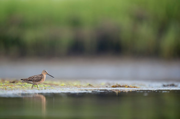 A Short-billed Dowitcher works the shallow water and mud searching for food in the soft overcast light.