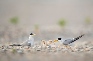 A pair of Least Tern adults feed there tiny and cute baby chicks a small minnow on a sandy beach in soft light.