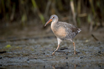 A Clapper Rail walks in the mud in the marsh in soft overcast light.