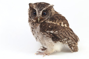 The Sunda scops owl (Otus lempiji) is a small brown owl that is speckled with black on the upper...