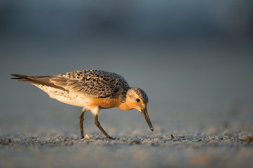 A Red Knot in breeding plumage stands on a sandy beach searching for food in golden early morning...