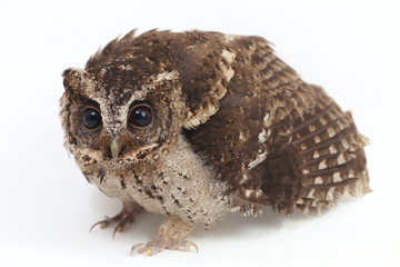 The Sunda scops owl (Otus lempiji) is a small brown owl that is speckled with black on the upper...
