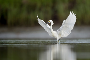 A white Snowy Egret feeds in the shallow water in a marsh with a green grass background in soft overcast light.