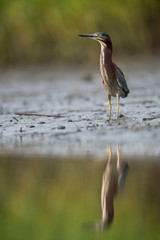 A small Green Heron stalks along the muddy edge of the water with its reflection in soft overcast light.