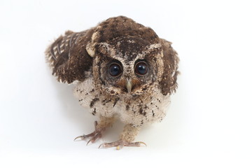 The Sunda scops owl (Otus lempiji) is a small brown owl that is speckled with black on the upper...
