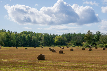 hay bales in a field