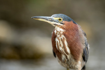 A Green Heron close-up portrait in soft overcast light showing off its brown and green colors.
