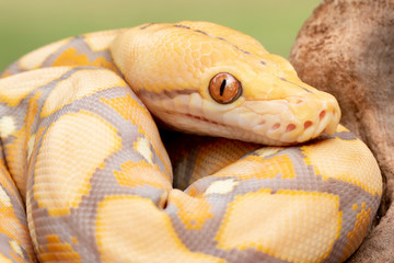 Albino Reticulated Python (Purple Phase)