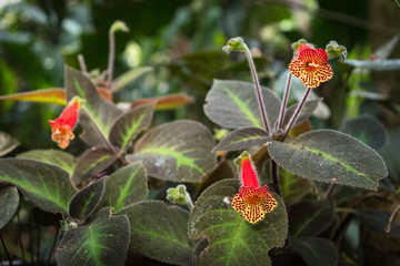 Beautiful flowers from Ecuadorian forests