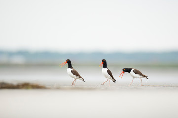 Three American Oystercatchers calling and chasing each other in a courtship behavior on a sandy beach.