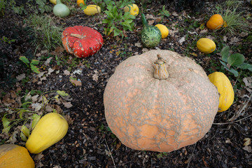 One pumpkin dominates them all