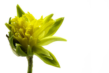 Fototapeta na wymiar yellow narcissus bud opening on white background