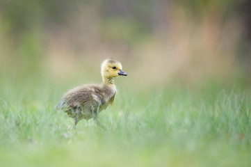 Small cute Canada Gosling stands in green grass with a smooth green background.