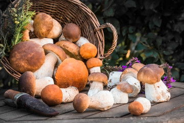 Wild mushrooms in the basket