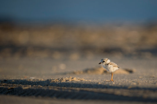 A small Piping Plover chick stands on the sandy beach in the early morning sunlight. - Powered by Adobe