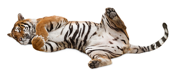 Fototapeta na wymiar Cute tiger rolling on its back