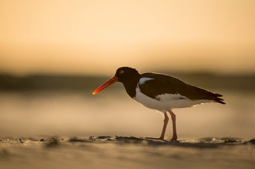 American Oystercatcher stands on a sandy beach glowing in the setting sunlight.