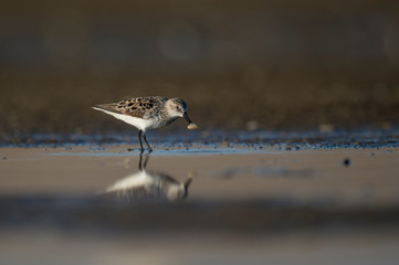 A Semipalmated Sandpiper holds food in its beak in soft sunlight with its reflection in a shallow pool of water.