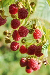 Branch of fall-bearing raspberry with many berries