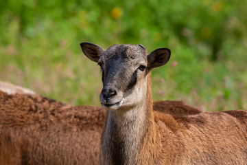 Naklejka na ściany i meble The mouflon (Ovis orientalis) during mating season on game reserve.