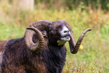 The mouflon (Ovis orientalis)  during mating season on game reserve.