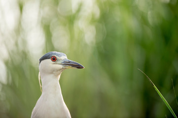 A Black-crowned Night Heron stalks in the bright green marsh grasses in soft light.