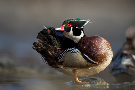 Male Wood Duck Preening Its Tail Feathers In The Bright Sun