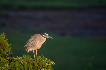 A Yellow-crowned Night Heron perched in a bright green pine tree with a smooth green background in the early morning sunlight.