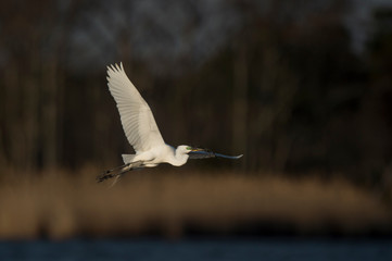 A Great Egret flies in front of a dark tree background in the bright sunlight with nesting material in its beak