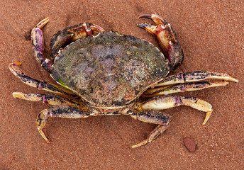 Dead Prince Edward Island crab on red sand beach.