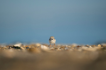 A tiny Piping Plover chick stands on a beach with a bright blue sky behind it.