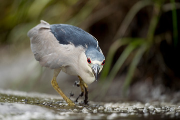 A Black-crowned Night Heron stalks the shallow water in search of food in soft light with its bright red eye standing out.