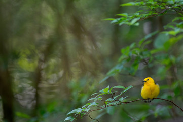 A Prothonotary Warbler perched on a branch fluffed up in soft overcast light in the forest