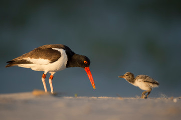 American Oystercatcher feeds its chick food on a sandy beach in the golden evening sunlight.
