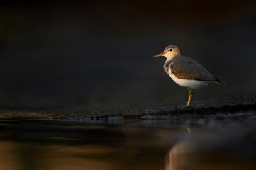 A Spotted Sandpiper with a spotlight of golden sun on its head with a dark dramatic background.