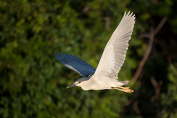 A Black-crowned Night Heron flies in front of green trees on a sunny morning.