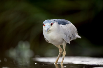 A Black-crowned Night Heron stalks the shallow water in search of food in soft light with its bright red eye standing out.
