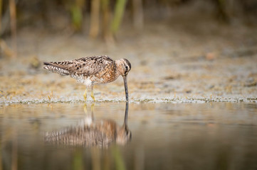 A Short-billed Dowitcher works the shallow water and mud searching for food in the soft overcast light.