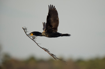 A Double-crested Cormorant flies on a sunny evening with a large branch for nesting material.