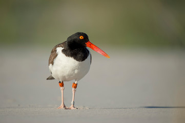 An adult American Oystercatchers stands on a sandy beach with a smooth brown and green background.