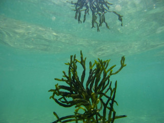Fondale marino con alga