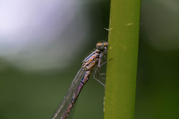 dragonfly on leaf