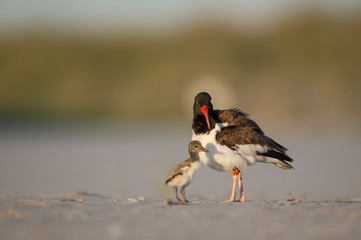 A cute baby American Oystercatcher and its parent stands on the beach in the late evening sunlight.