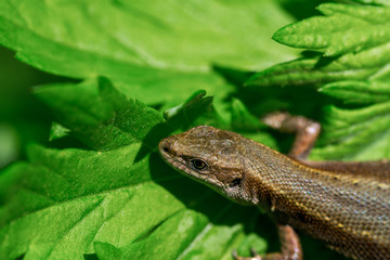 green tree frog on leaf