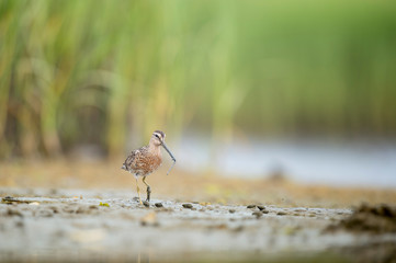 A Short-billed Dowitcher works the shallow water and mud searching for food in the soft overcast light.