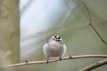 A small and fluffy Golden-crowned Kinglet perched on a bare branch in soft overcast light.