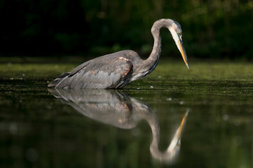 A large Great Blue Heron stands in the water in the bright morning sunlight with a dark black background and clear reflection.